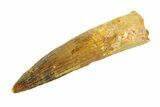Fossil Spinosaurus Tooth - Real Dinosaur Tooth #346772-1